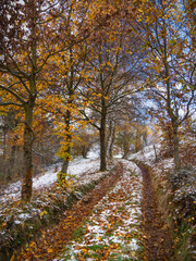 Winter Leafs - Winterlaub