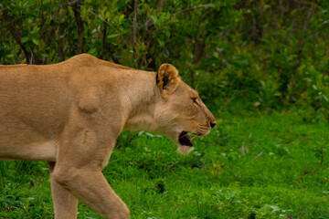 Beautiful wild lioness in her natural habitat in South Africa