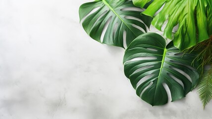 Fototapeta na wymiar Isolate Dark green Monstera large leaves, philodendron tropical foliage plant growing in wild on white mable rock background concept for flat lay summer greenery leaf With generative ai