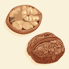 Walnuts in shell and without it. Walnut kernel. Realistic vector image of a nut. Food icons.
