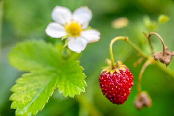 Close-up of a wild strawberry and its flower.