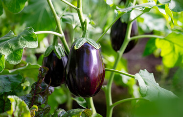 Aubergine eggplant plants in a greenhouse.