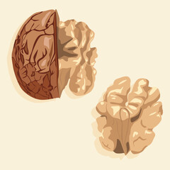 Half peeled walnut and peeled walnut kernel. Realistic vector image of a nut. Nuts icons.