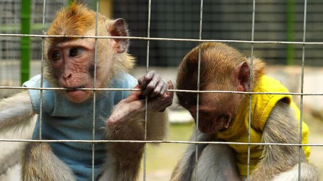 The monkey is in quarantine because it has a disease so that it can recover quickly