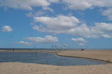 USA California Los Angeles Santa Monica District May 13, 2023 birds on the beach