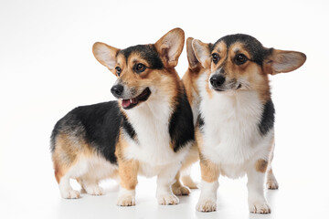 Pembroke Welsh Corgi portrait isolated on white studio background with copy space, family of two purebred dogs