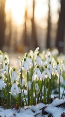 Obraz premium Field of snowdrops in the snow in the woods. AI generated image