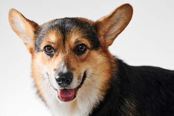 Pembroke Welsh Corgi portrait isolated on white studio background with copy space, purebred dog