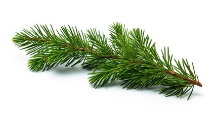Spruce Branch Isolated on the White Background, Christmas Event

