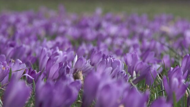 crocus meadow in spring