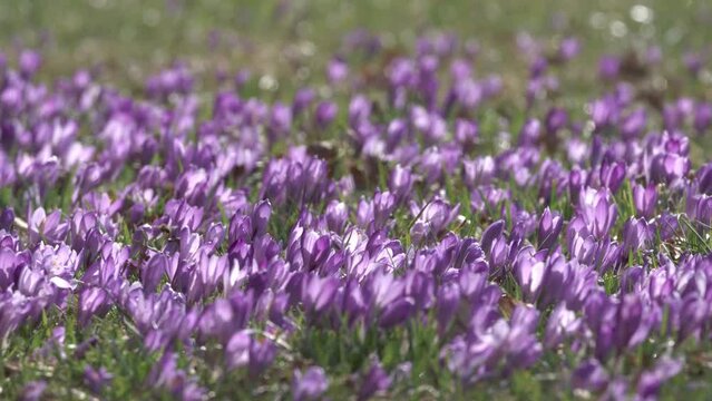 crocus meadow with a bee in spring