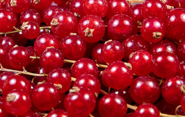 A close-up of many Ribes rubrum fruits at the market with chemical spray stains. Fruits with residues of chemical treatments