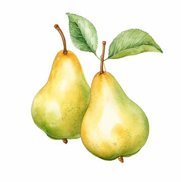 Pear with Leaf. and Blossom. Watercolour Illustration of Fresh Ripe Pears Isolated on White.