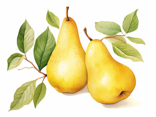 Pear with Leaf. and Blossom. Watercolour Illustration of Fresh Ripe Pears Isolated on White.