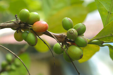 Coffee Tree Coffea Arabica Arabic Coffee Plant Kerala Coffee Plant