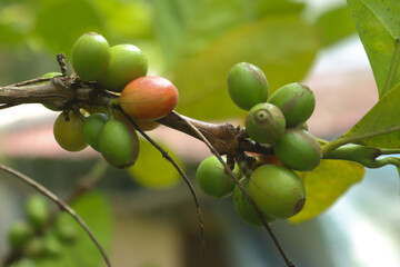 Coffee Tree Coffea Arabica Arabic Coffee Plant Kerala Coffee Plant