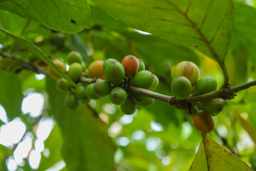 Coffee Tree Coffea Arabica Arabic Coffee Plant Kerala Coffee Plant