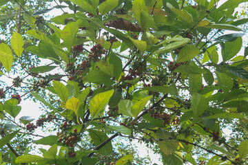 Coffee Tree Coffea Arabica Arabic Coffee Plant Kerala Coffee Plant