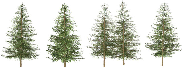 Set of 4 branches, pine trees separated from the background with high quality graphic effects, suitable as graphic design materials, landscape decoration, and printing products
