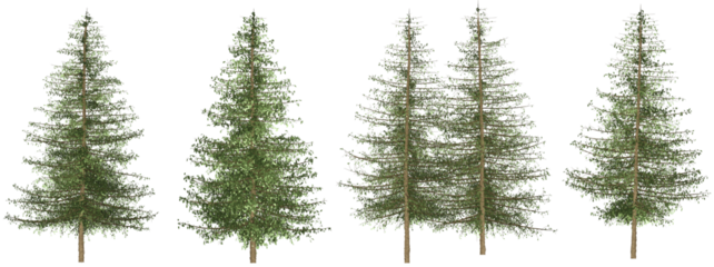 Set of 4 branches, pine trees separated from the background with high quality graphic effects, suitable as graphic design materials, landscape decoration, and printing products