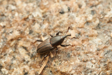 A black weevil on a light stone
