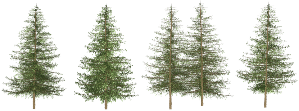 Set of 4 branches, pine trees separated from the background with high quality graphic effects, suitable as graphic design materials, landscape decoration, and printing products