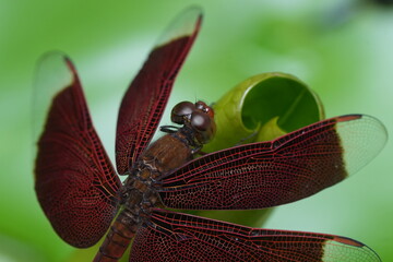 close up of red dragonfly on a branch
