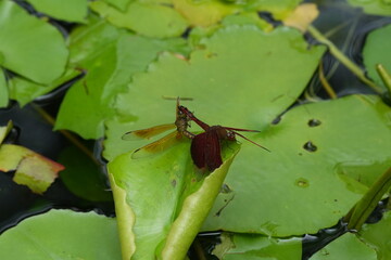 close up of a dragonfly|Red Grasshawk|Common ParasolDragonfly|Neurothemis fluctuans|紅脈蝶蜻蛉