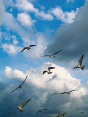 Birds flying into sky