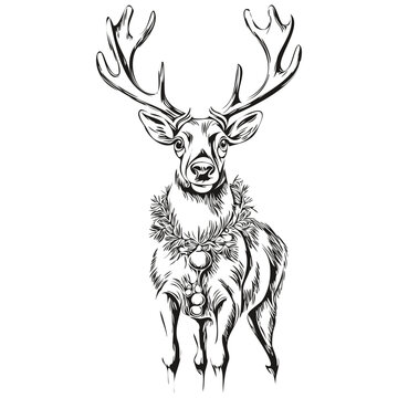 Hand Drawn Christmas Reindeer, deer in Vintage Sketch, black white Vector outlines template for greeting card, poster, invitation, logo