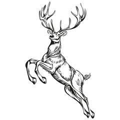 Hand Drawn Christmas Reindeer, deer Sketch Vintage Engraving, black white isolated Vector ink outlines template for greeting card, logo, poster, invitation