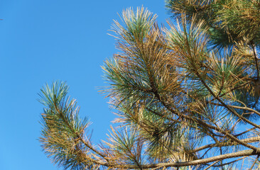 Diseased needles of Austrian pine (Pinus ‘Nigra’) or black pine against blue sky. Dry needle, rust on needles, but possibly effect of parasites or Неrpotrichia disease. Place for text