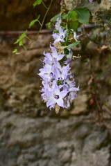 flower Campanula pyramidalis in nature of island Lefkada in Greece