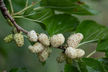 Mulberry Elegance: High-Resolution Visuals of Berries on the Branch