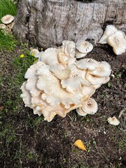 mushroom on the tree