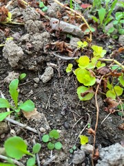 plant in the garden