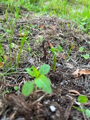Plantes du potager