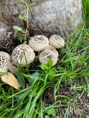 mushrooms in the grass