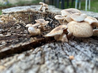 mushroom in the forest