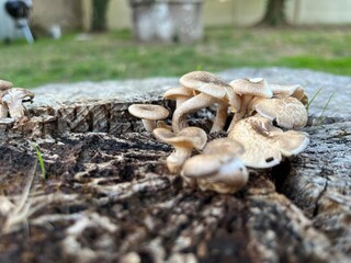 mushrooms in the forest