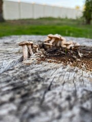 mushrooms in the wood