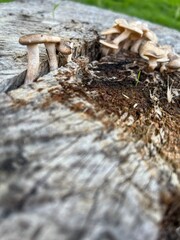 mushrooms in the forest