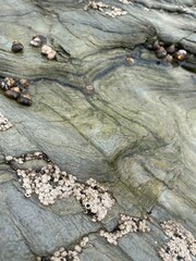 Rochers et coquillages