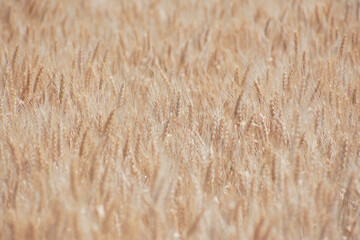 yellow ears of wheat ready for harvest