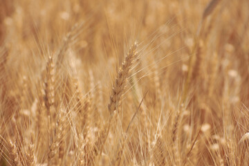 yellow ears of wheat ready for harvest