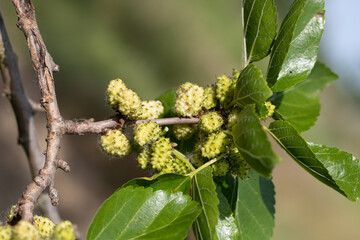 Mulberry Elegance: High-Resolution Visuals of Berries on the Branch