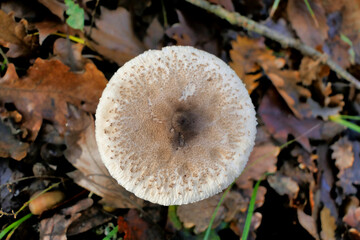 A beautiful specimen of Macrolepiota procera (Parasol Mushroom) growing through the autumnal leaf litter
