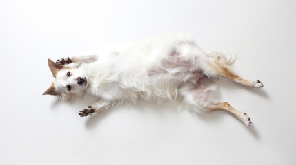 Top view of a dog lying on its back on a white background.