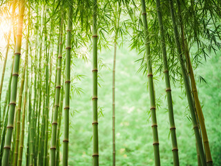 Naklejka premium A row of bamboo stalks of varying heights