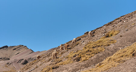 llamas on the yellow grassy mountain with fluffy cloud in the background, Vinicunca. Cusco, Peru